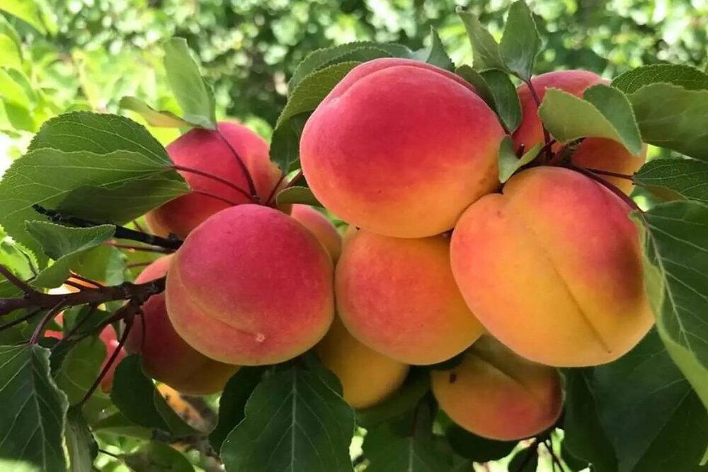 Apricot