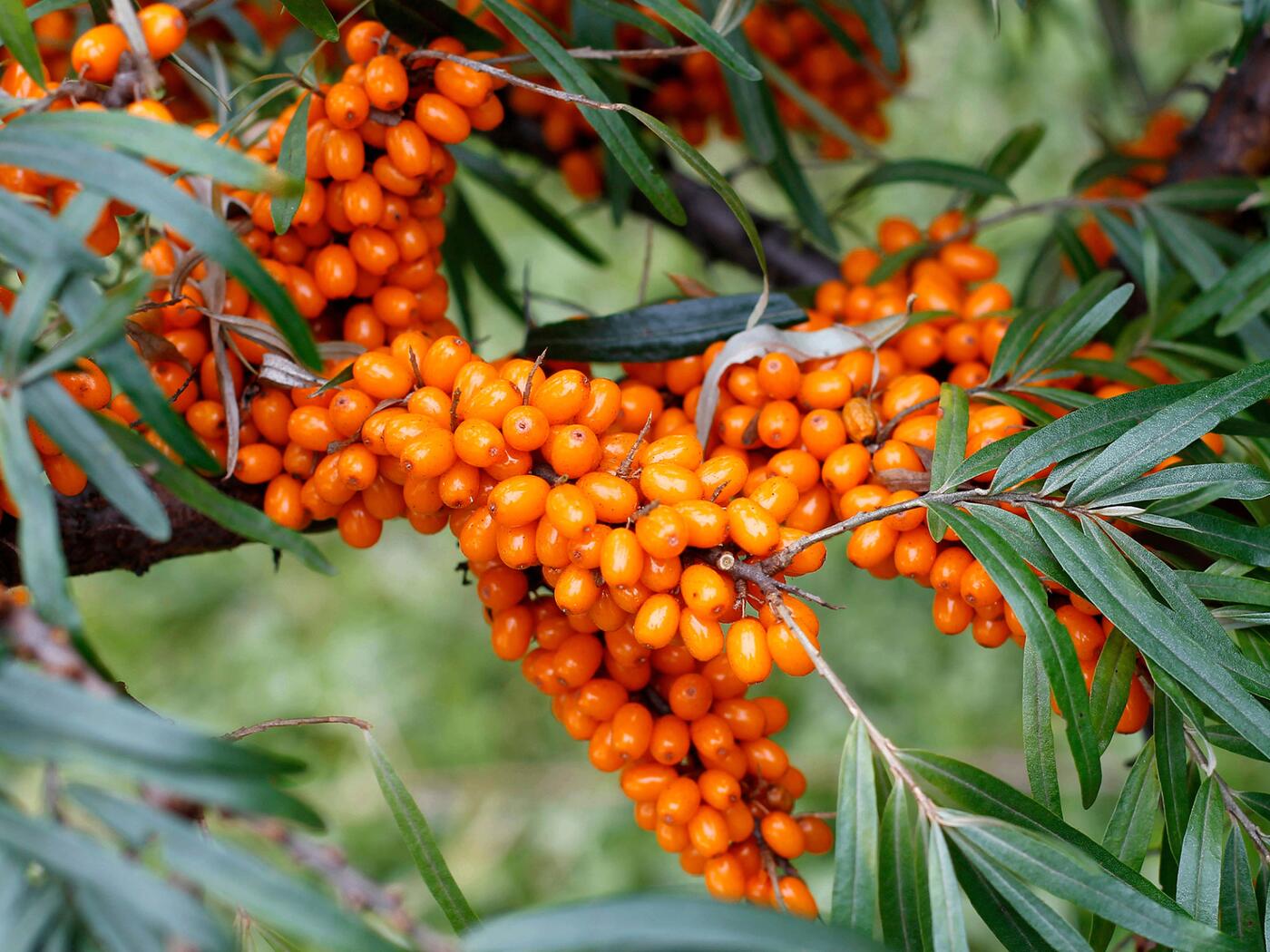 Seabuckthorn