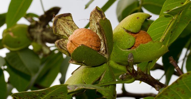 Walnut