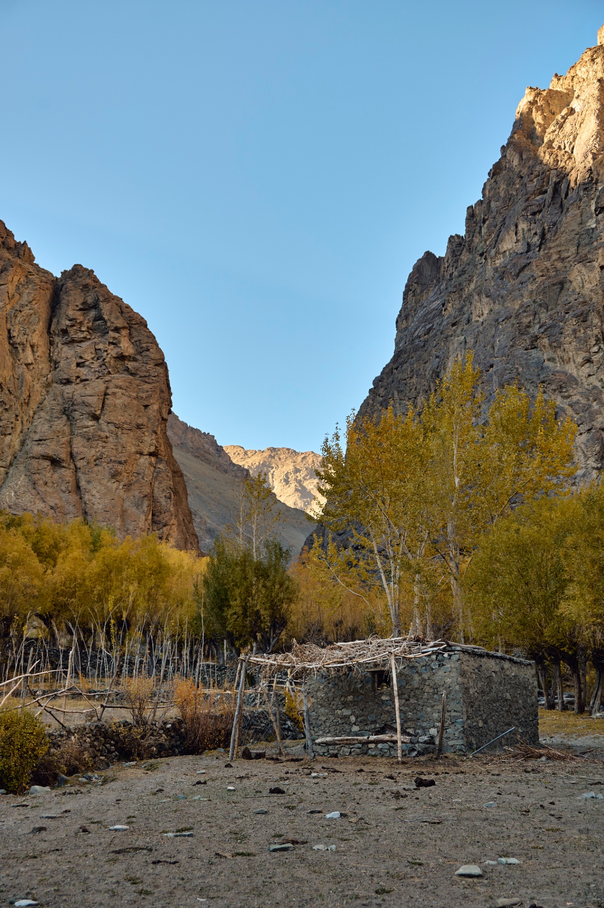 Autumn poplars on a Sham valley village walk