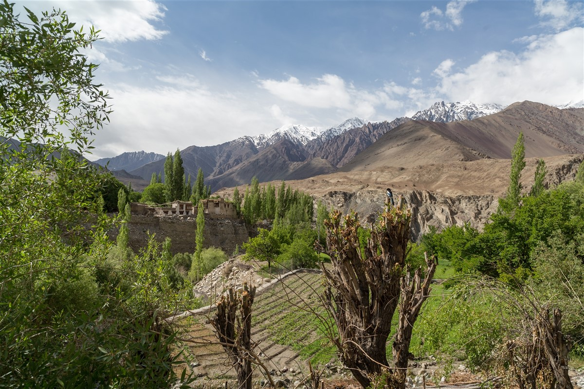 Tar village among poplars and barley fields
