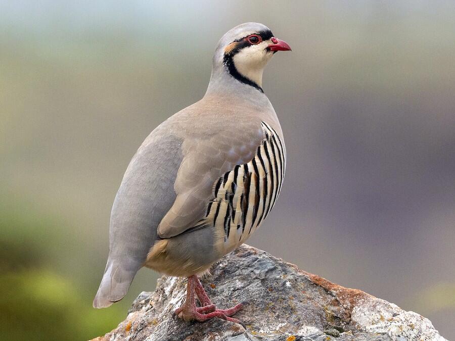 Chukar Partridge
