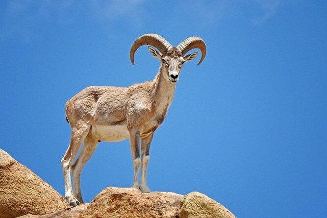 Asiatic Ibex